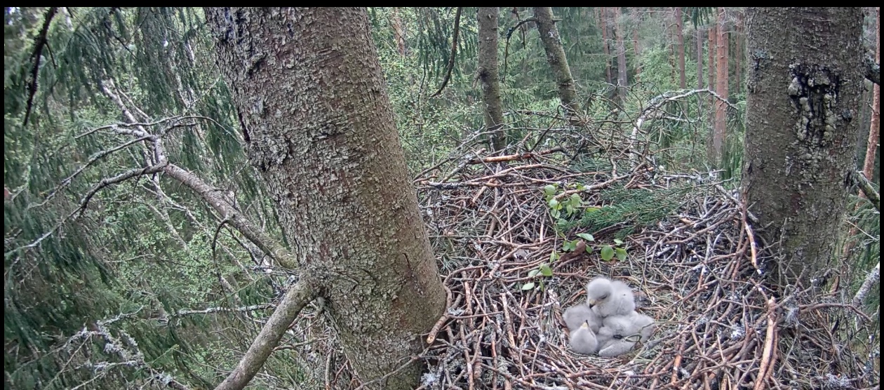 Three common buzzard chicks in a nest
