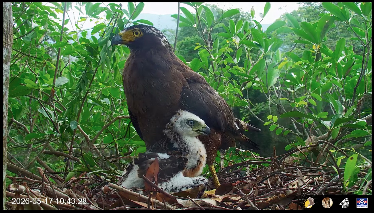 A crested snake eagle with its chick
