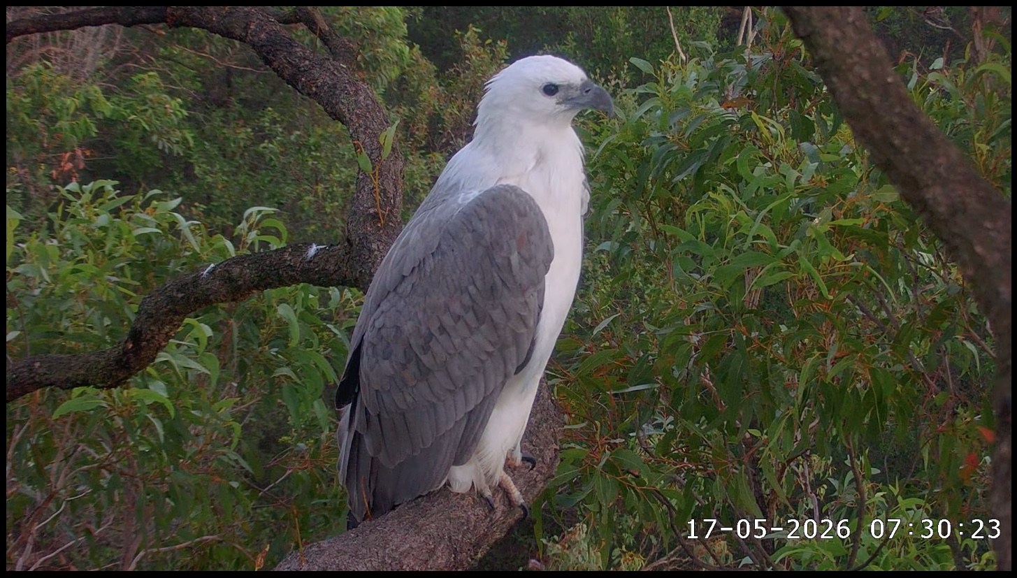 A white-bellied sea eagle stands on a branch