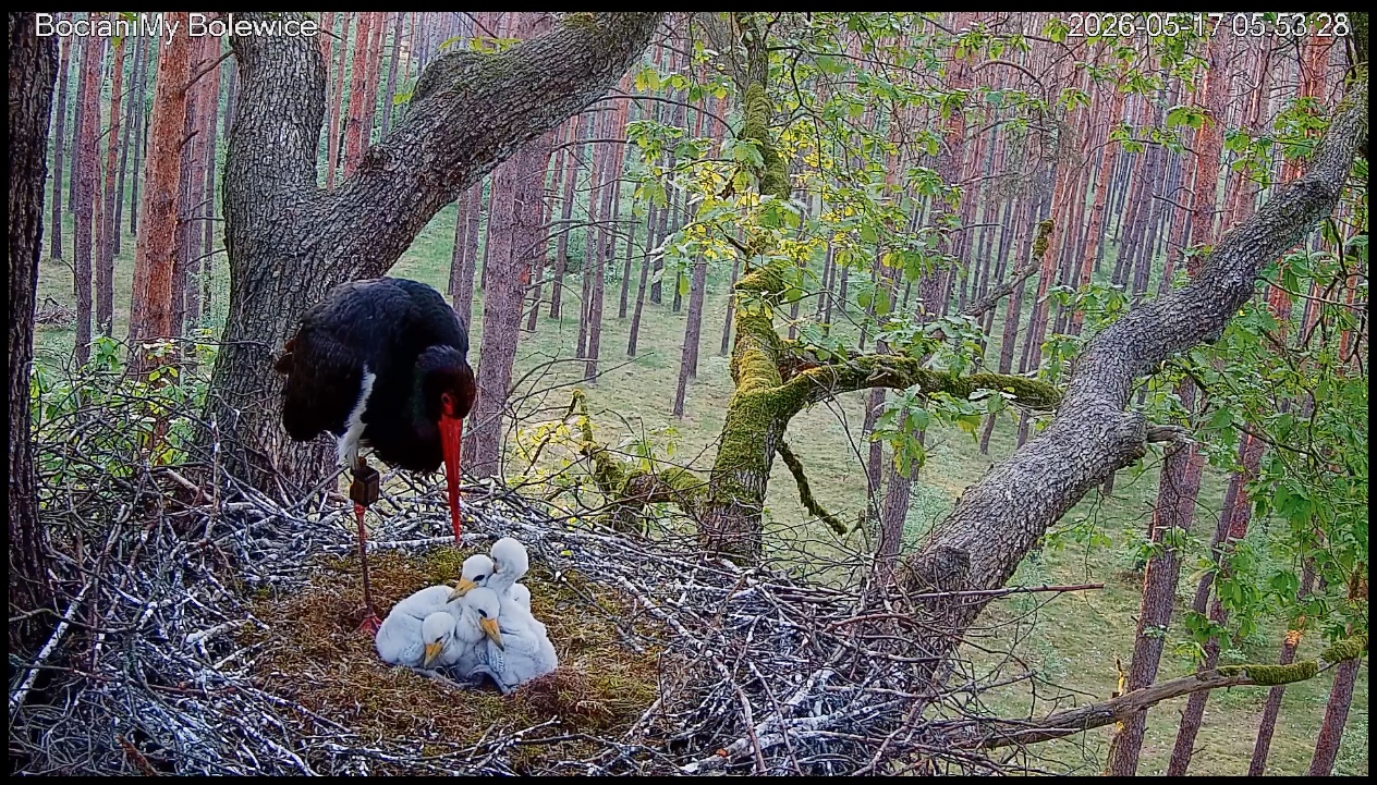 A black stork with four chicks