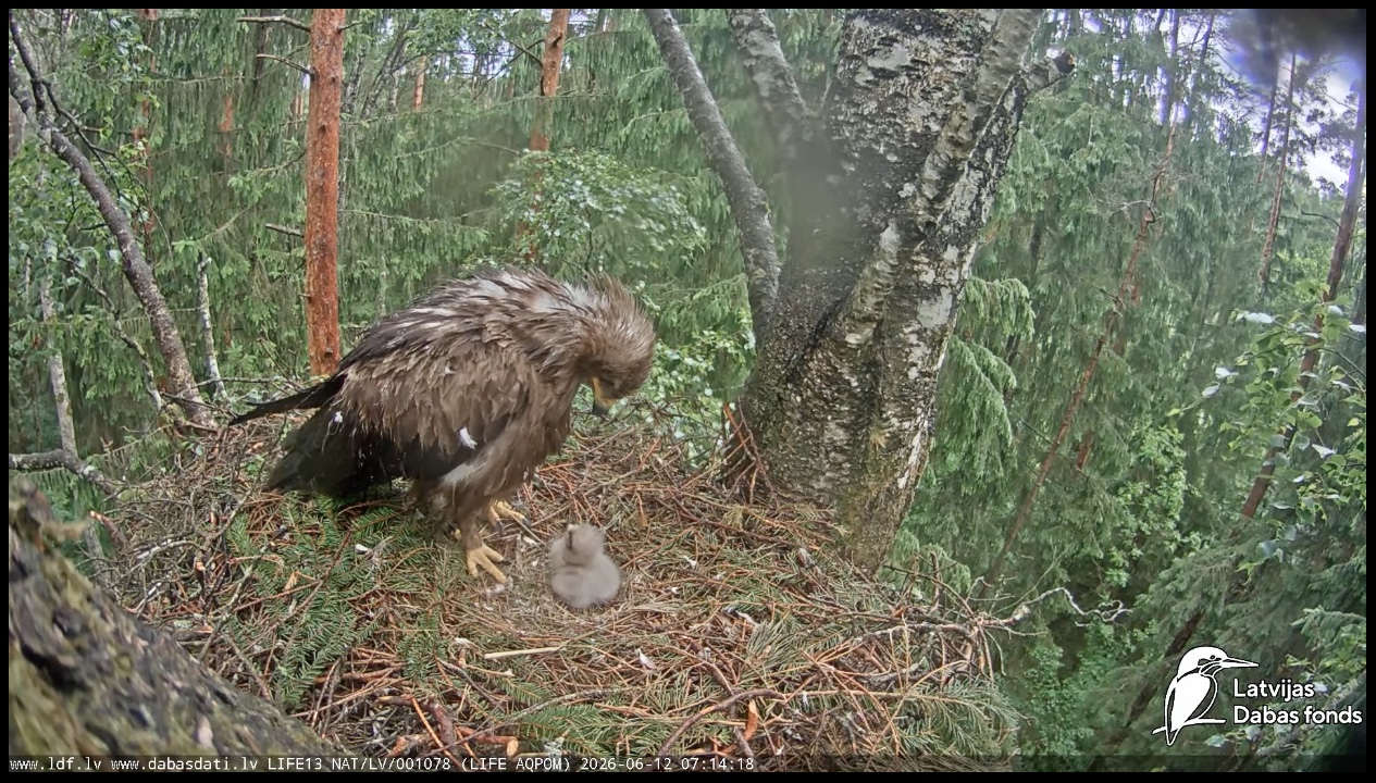 lesser spotted eagle with chick