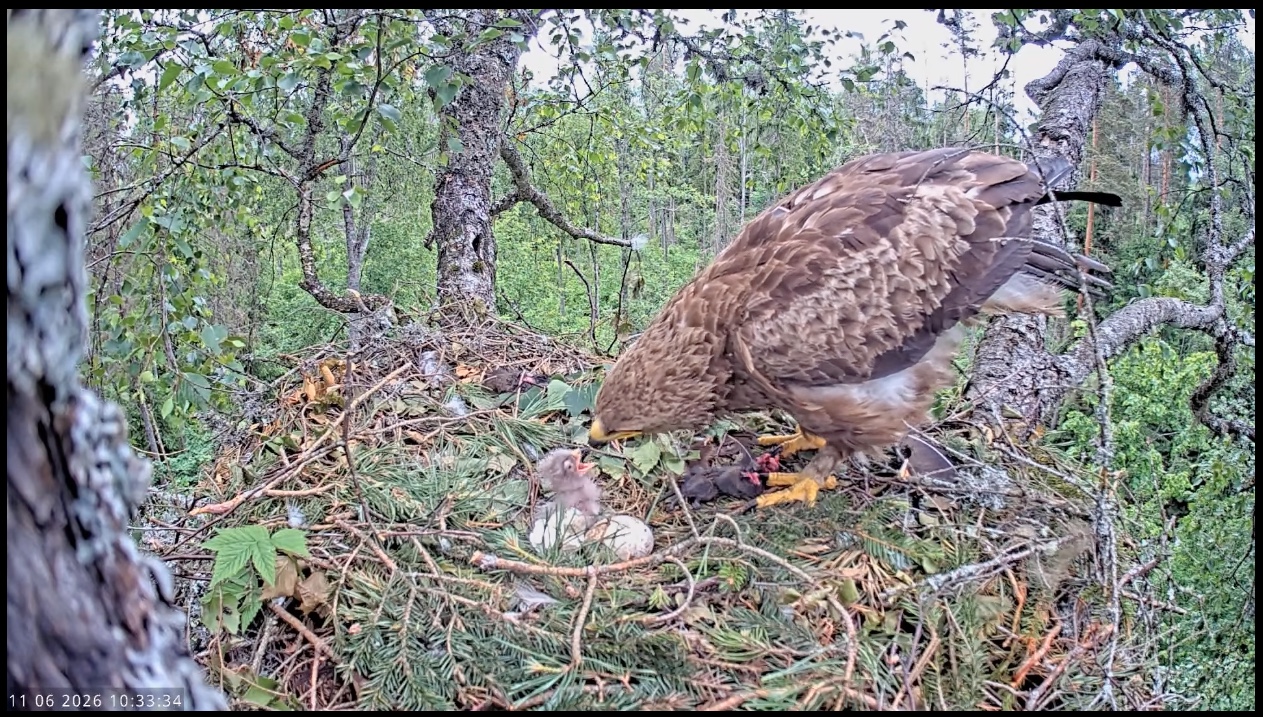 lesser spotted eagle chick being fed
