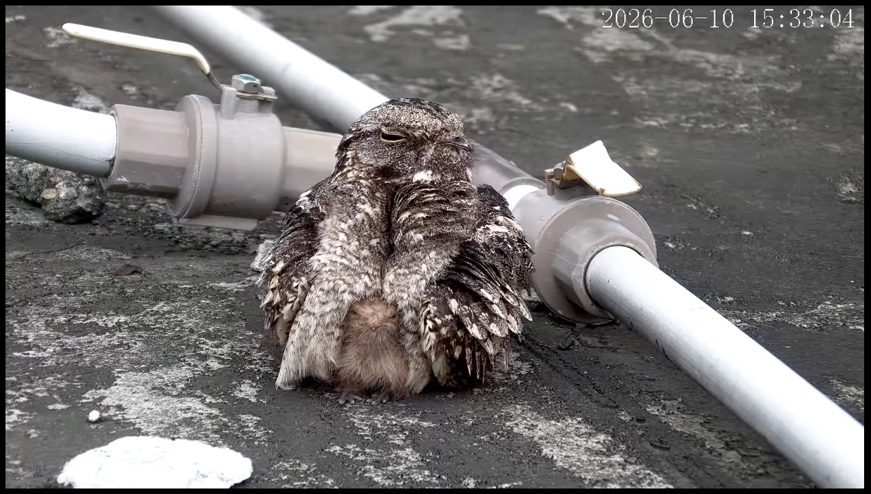 savanna nightjar chick huddled under its parent