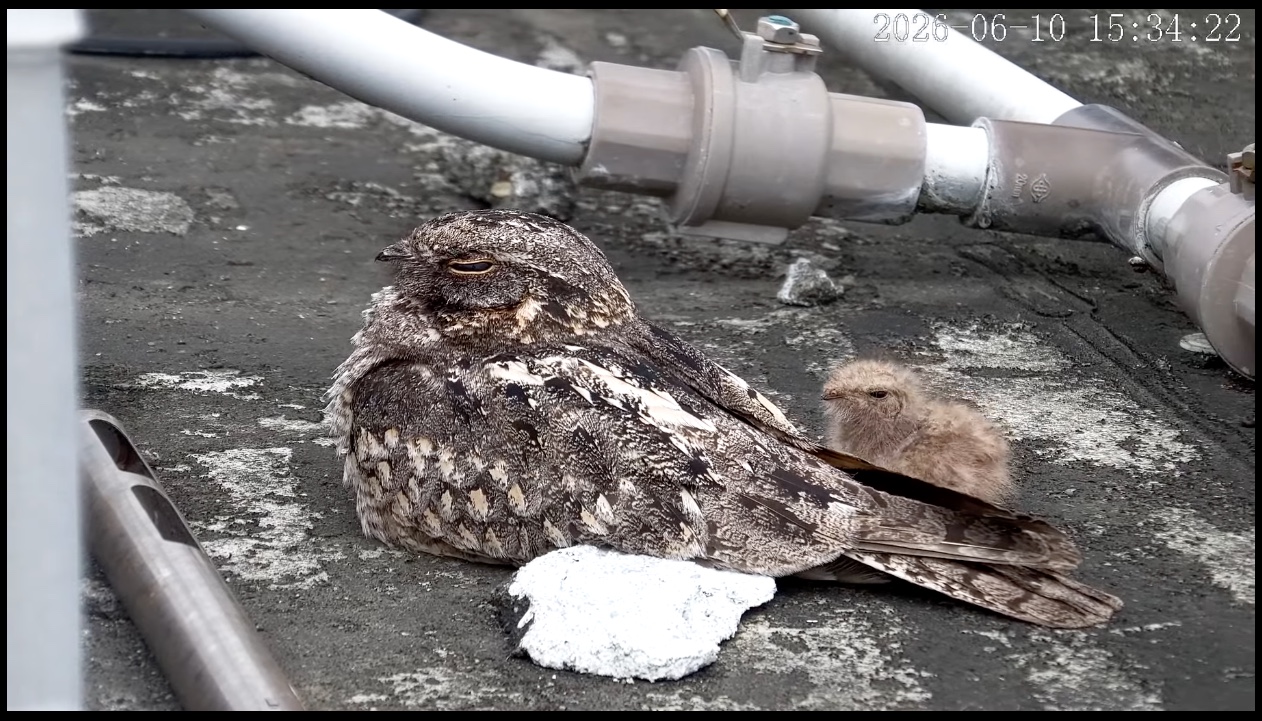 savanna nightjar and chick