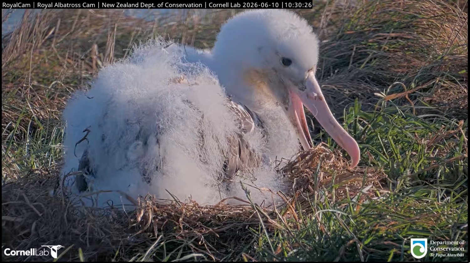 royal albatross chick