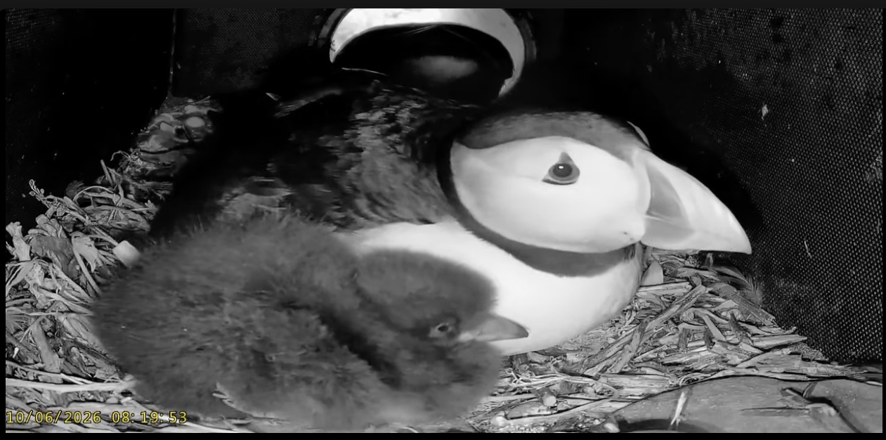 puffin chick and parent