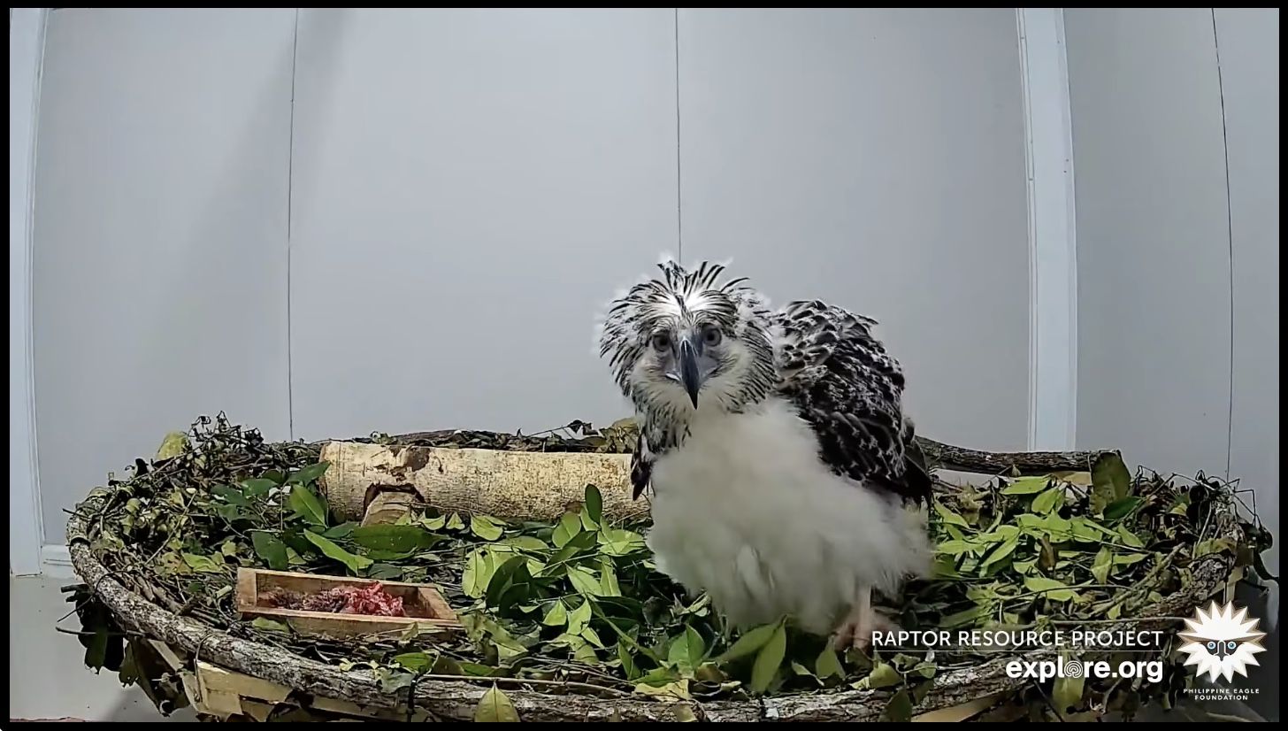 Philippine eagle chick