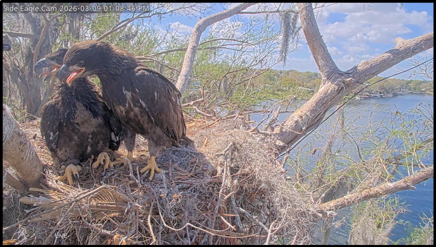 Brutus and Peanut bald eagle chicks
