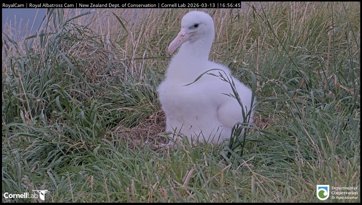 Albatross chick in NZ