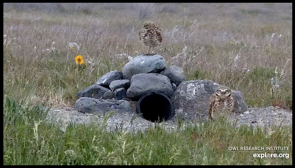 Burrowing owls standing on a man-made burrow