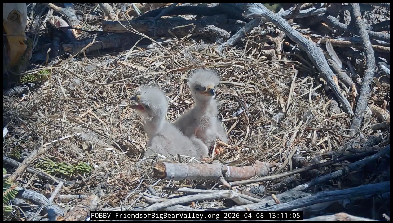 Bald eagle chicks in nest