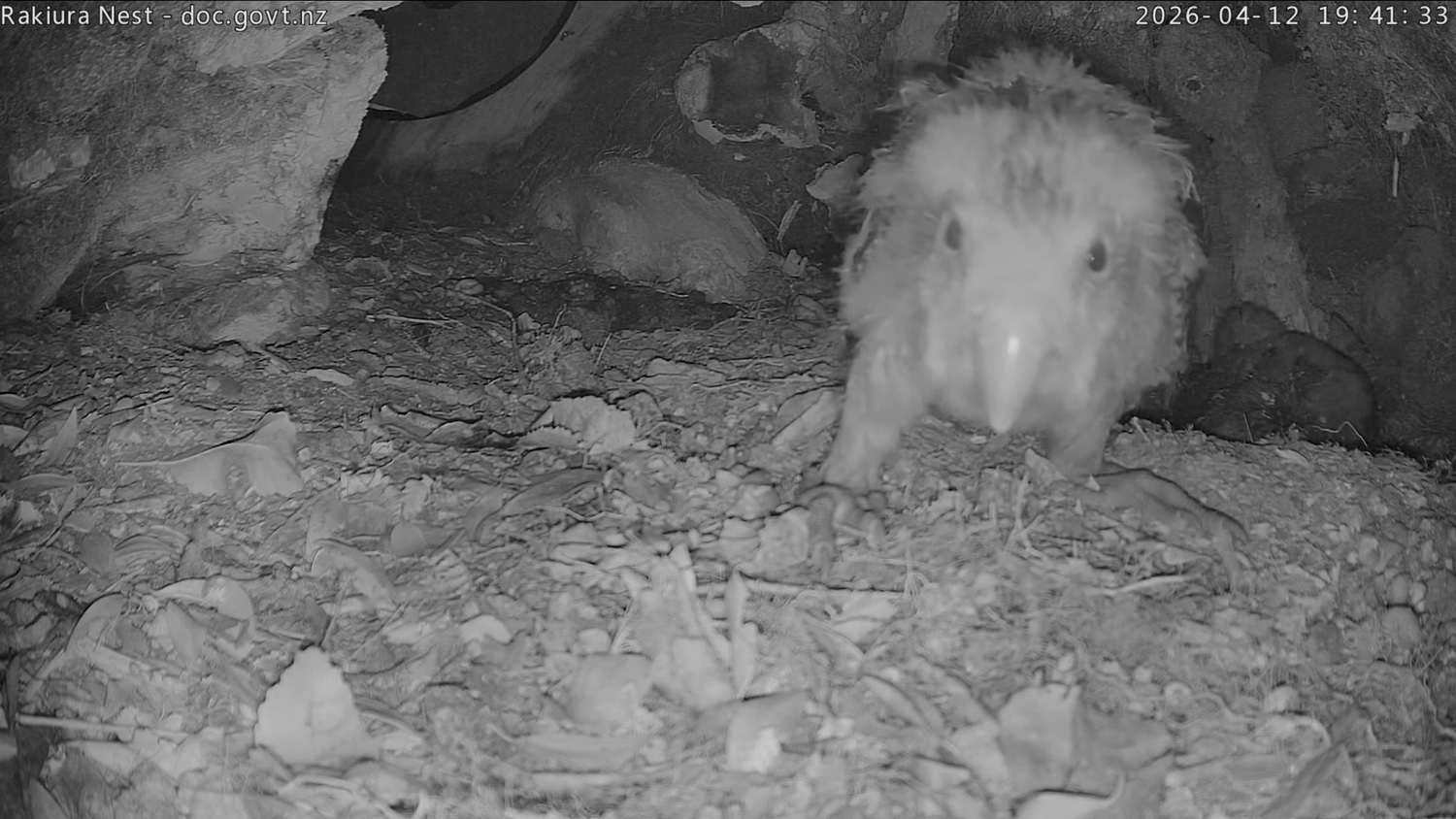 Kākāpō chick looking at the nest camera