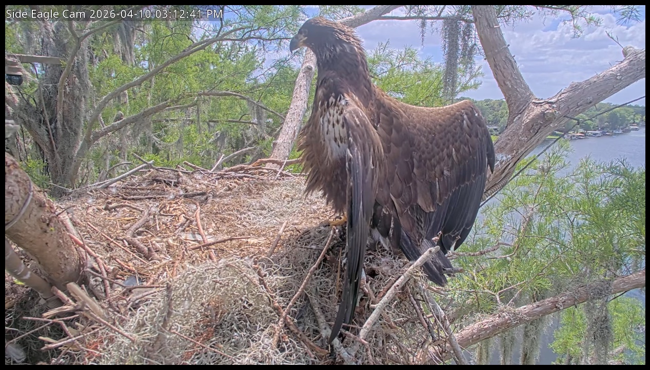 Bald eagle chick stands with wings open