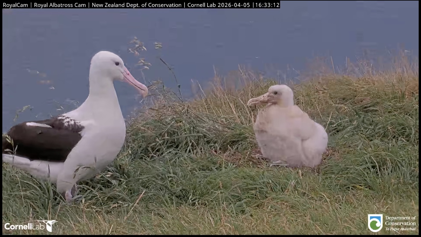 Albatross chick and its parent