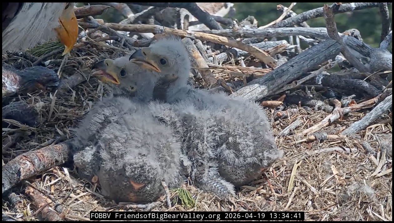 Two bald eagle chicks being fed