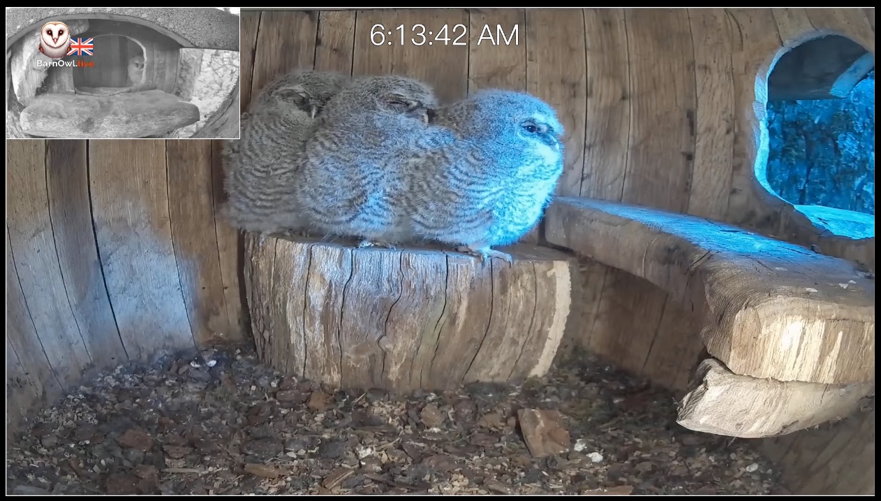 Three tawny owl chicks stand in a line on a tree stump