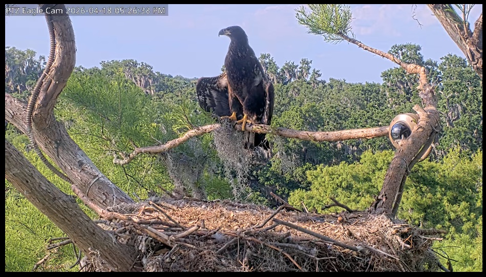 Bald eagle Peanut perches above his nest