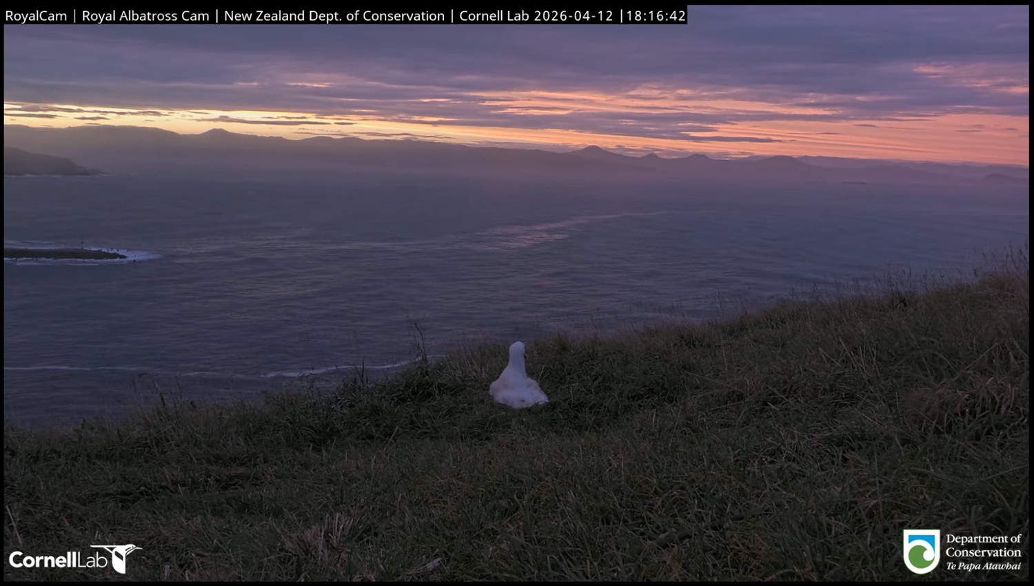 Albatross chick faces a deep purple sunset over the water