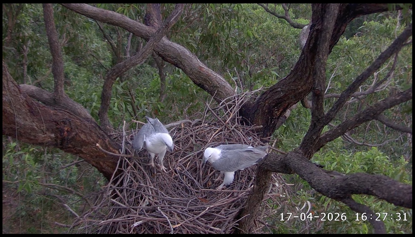 Sea eagles working on their nest