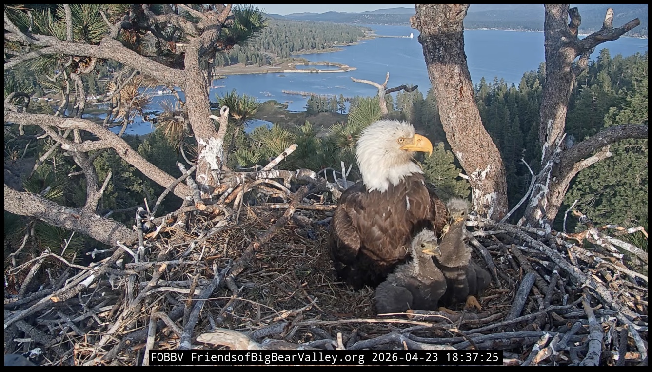 Bald eagle with two chicks