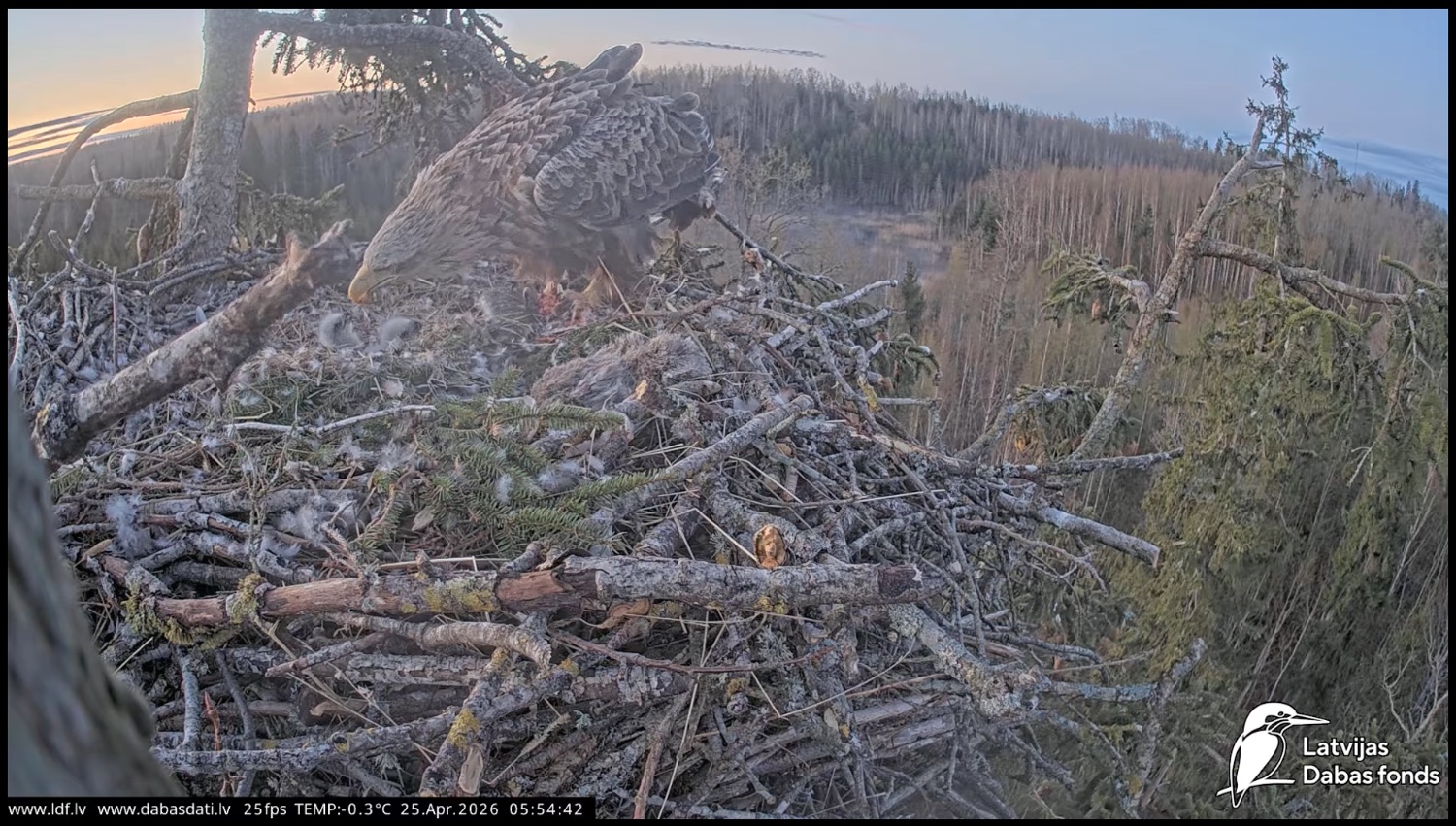 White-tailed eagle feeding two chicks