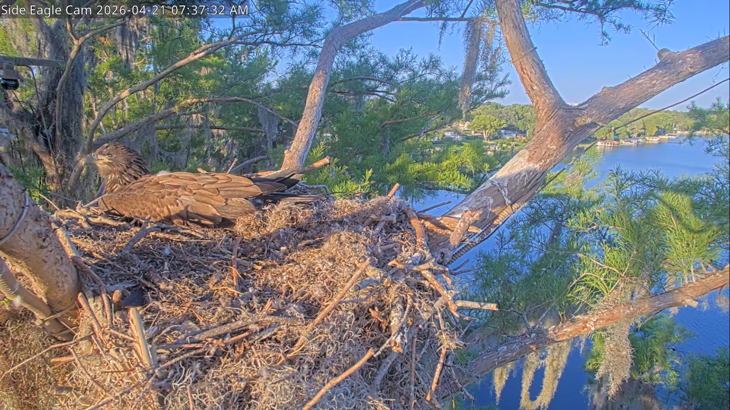 Bald eagle chick lying in nest