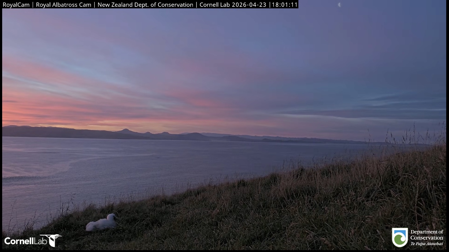 Albatross chick with sunset in the background