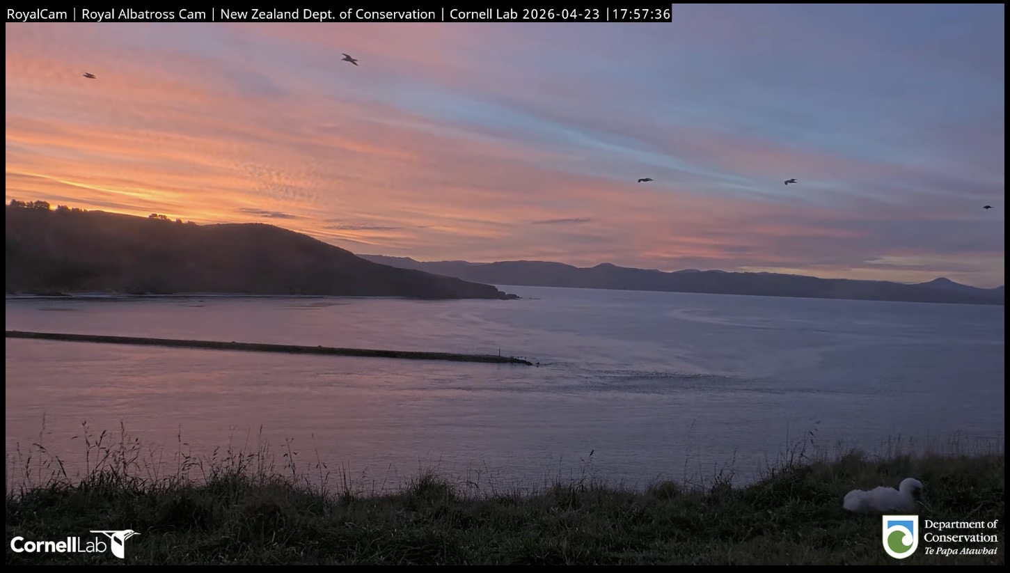 Albatross chick with sunset in the background