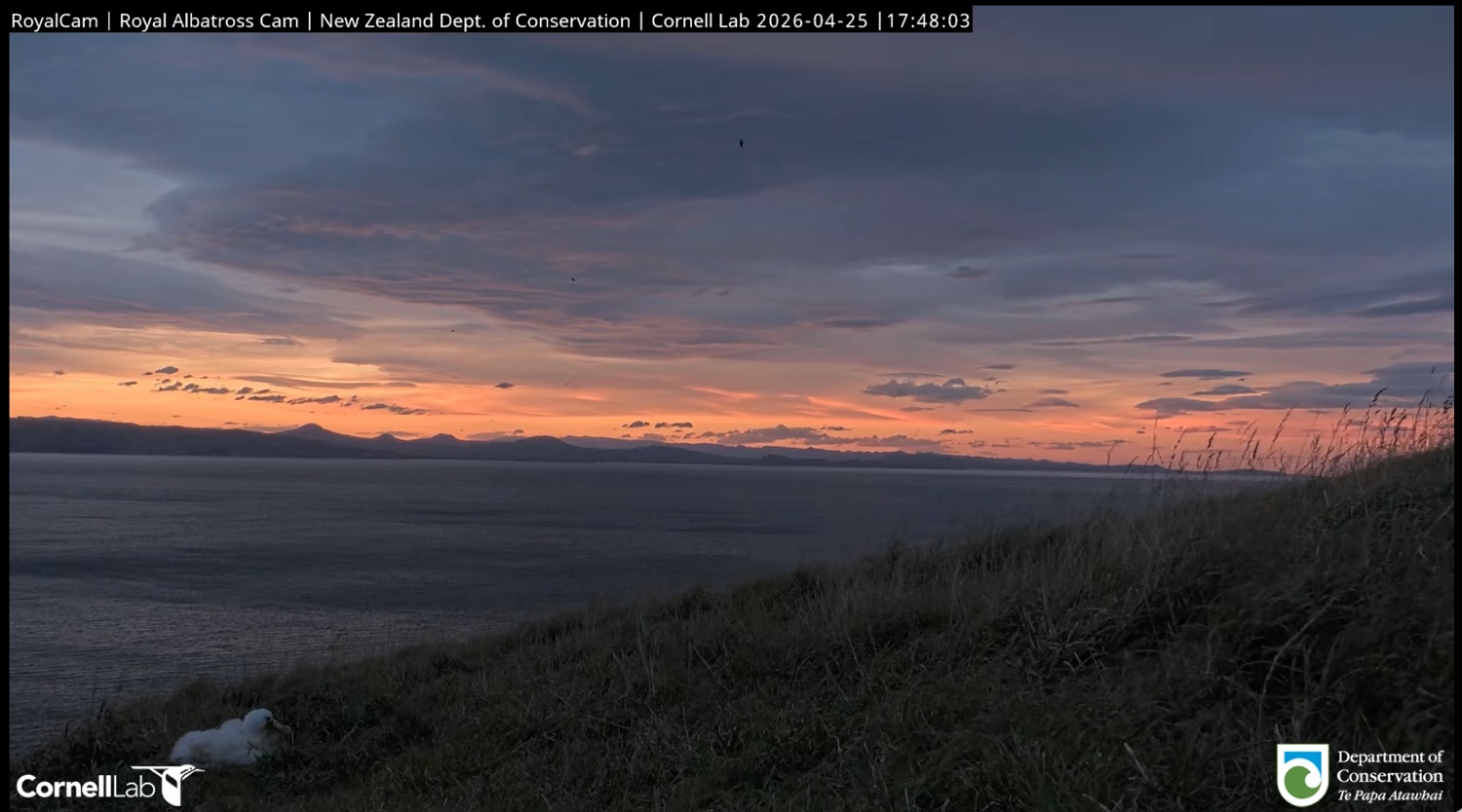 Albatross chick with sunset in the background