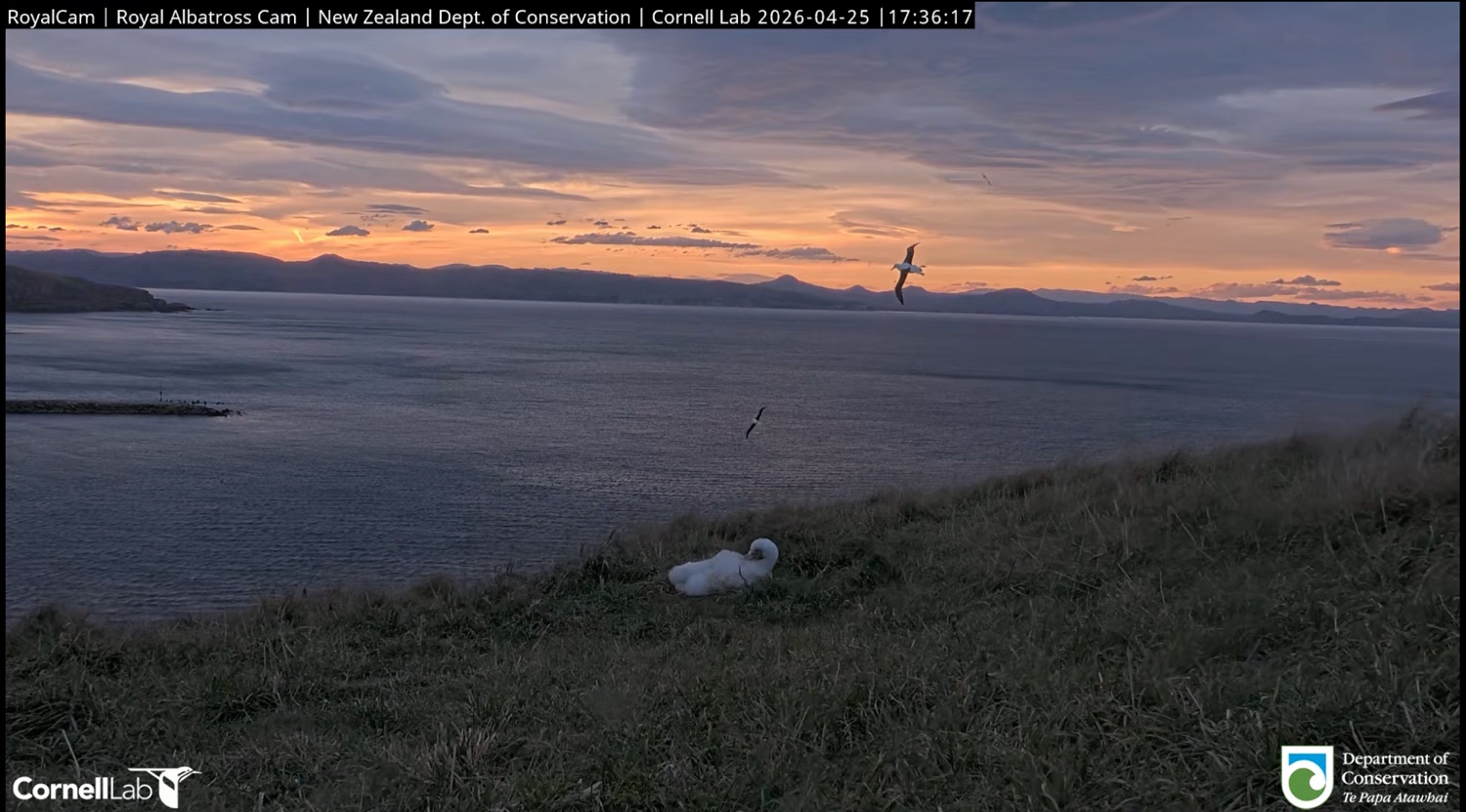Albatross chick with sunset in the background