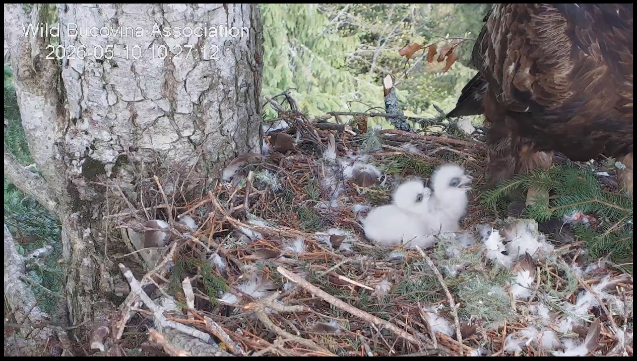 Two golden eagle chicks