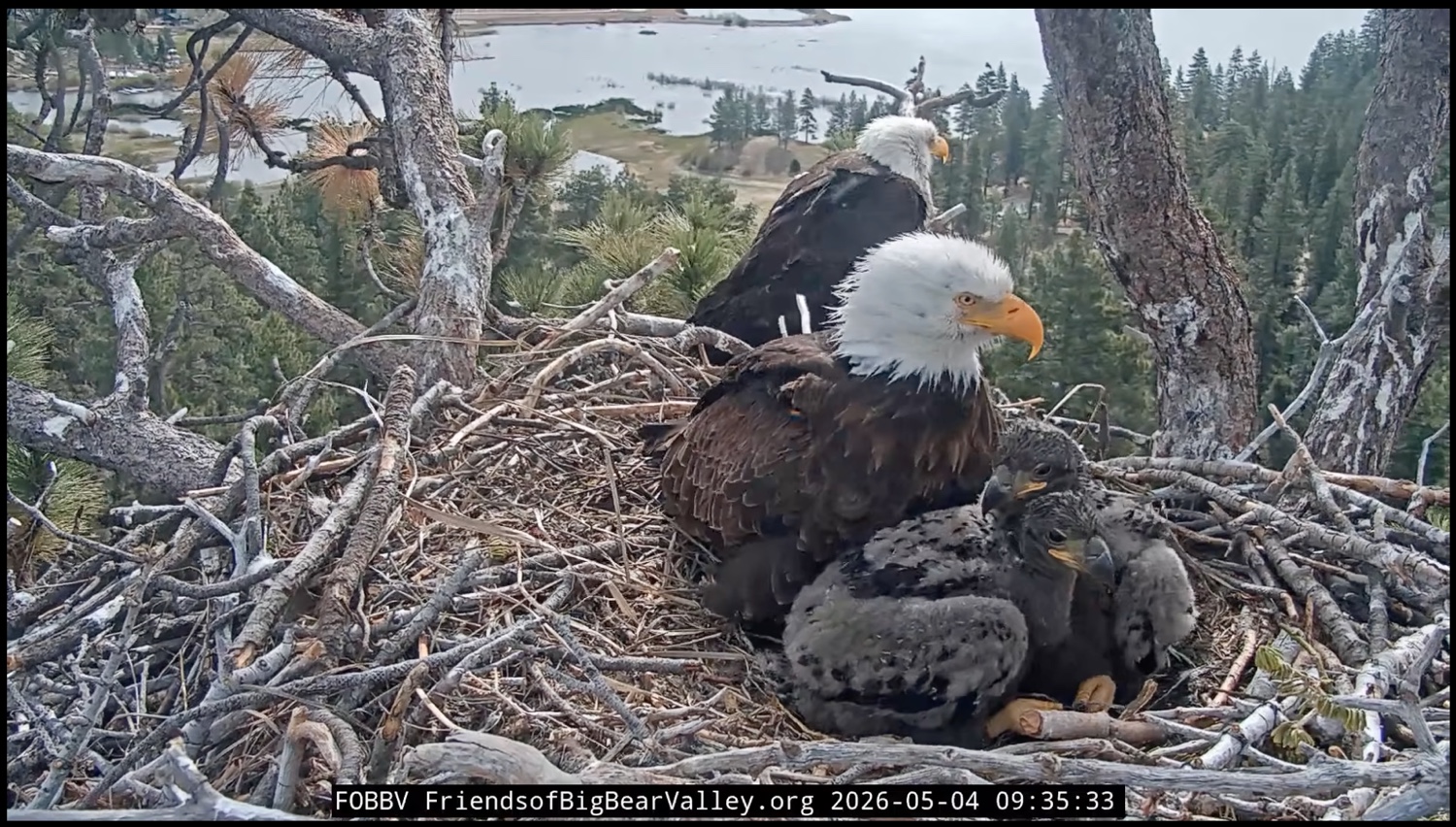 Two bald eagle chicks and their parents in the nest