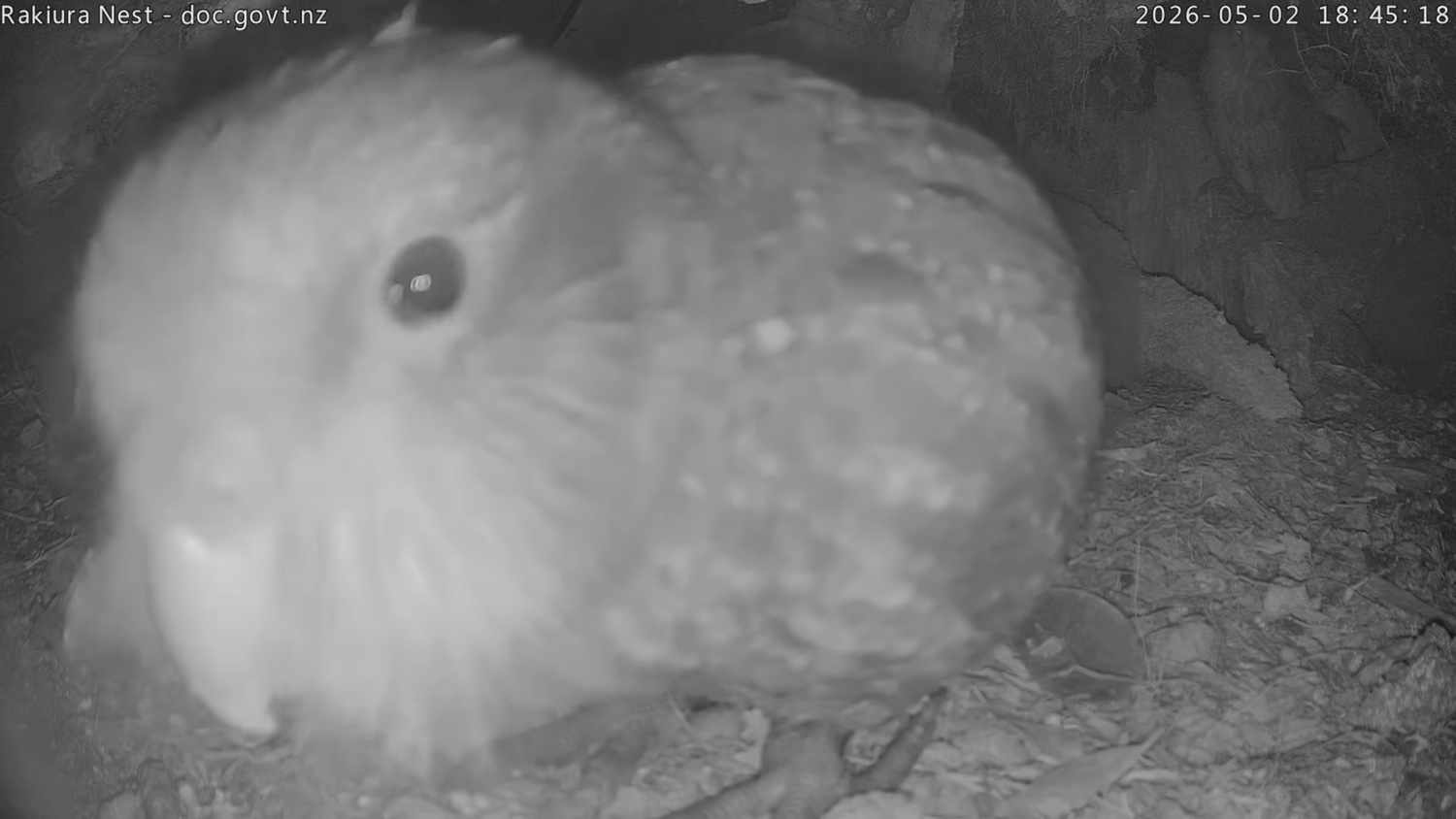 Kākāpō chick