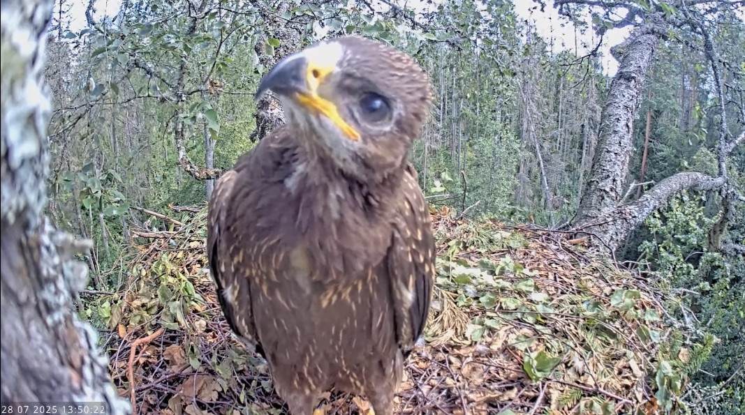A lesser spotted eagle chick