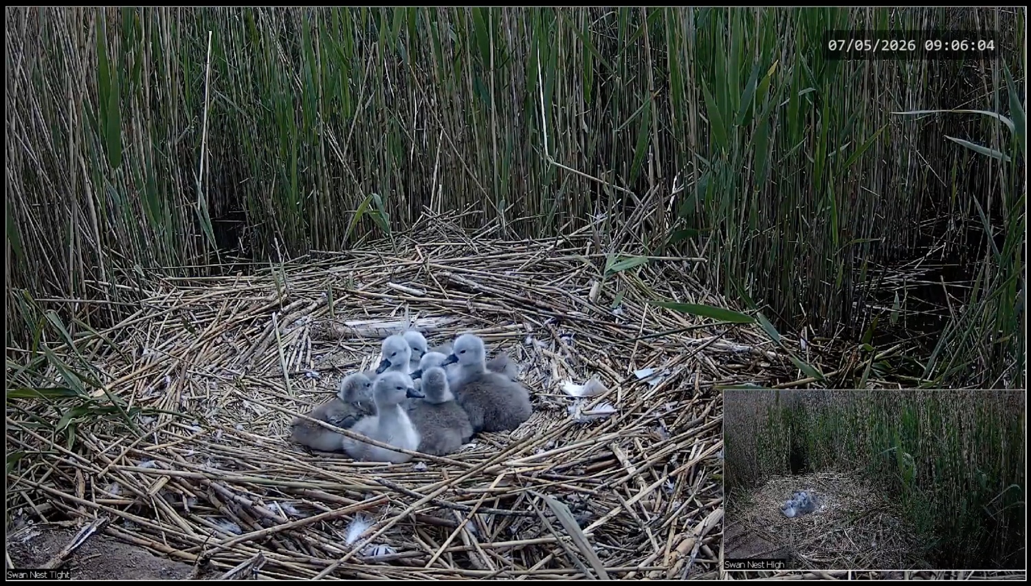 A group of cygnets in a nest