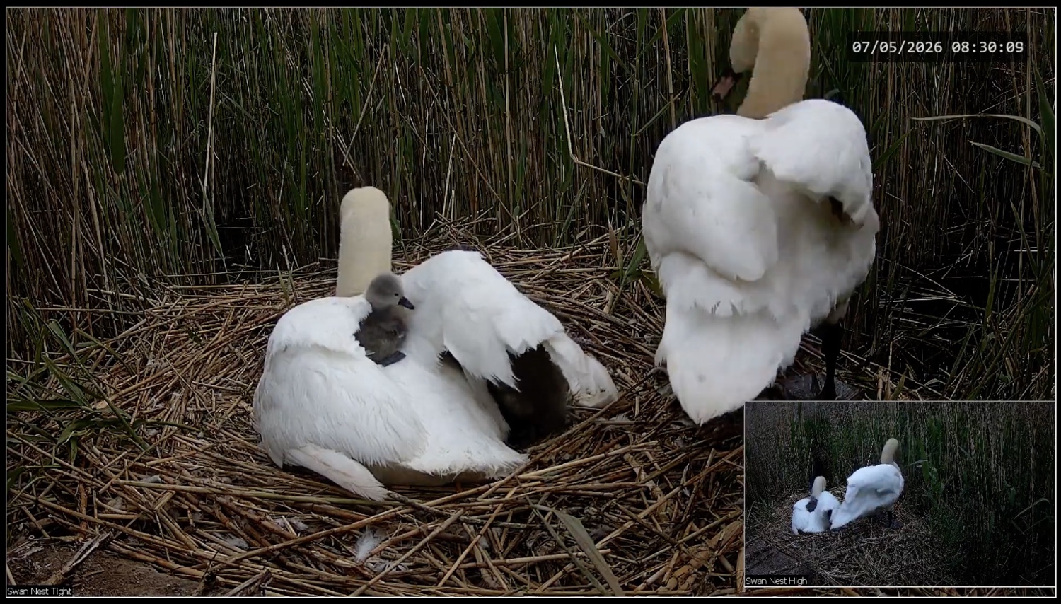 A cygnet on the back of its parent swan