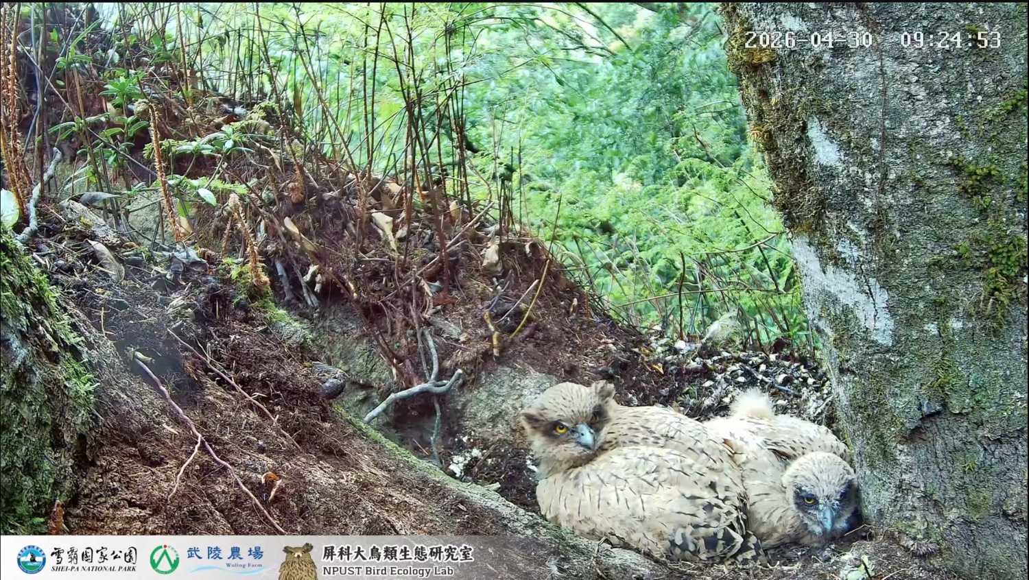 Two tawny fish owl chicks
