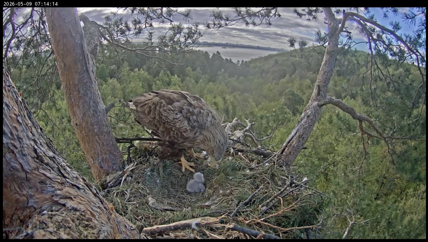 White-tailed eagle chick being fed by its parent