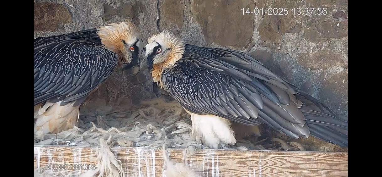 Bearded Vulture pair in their nest