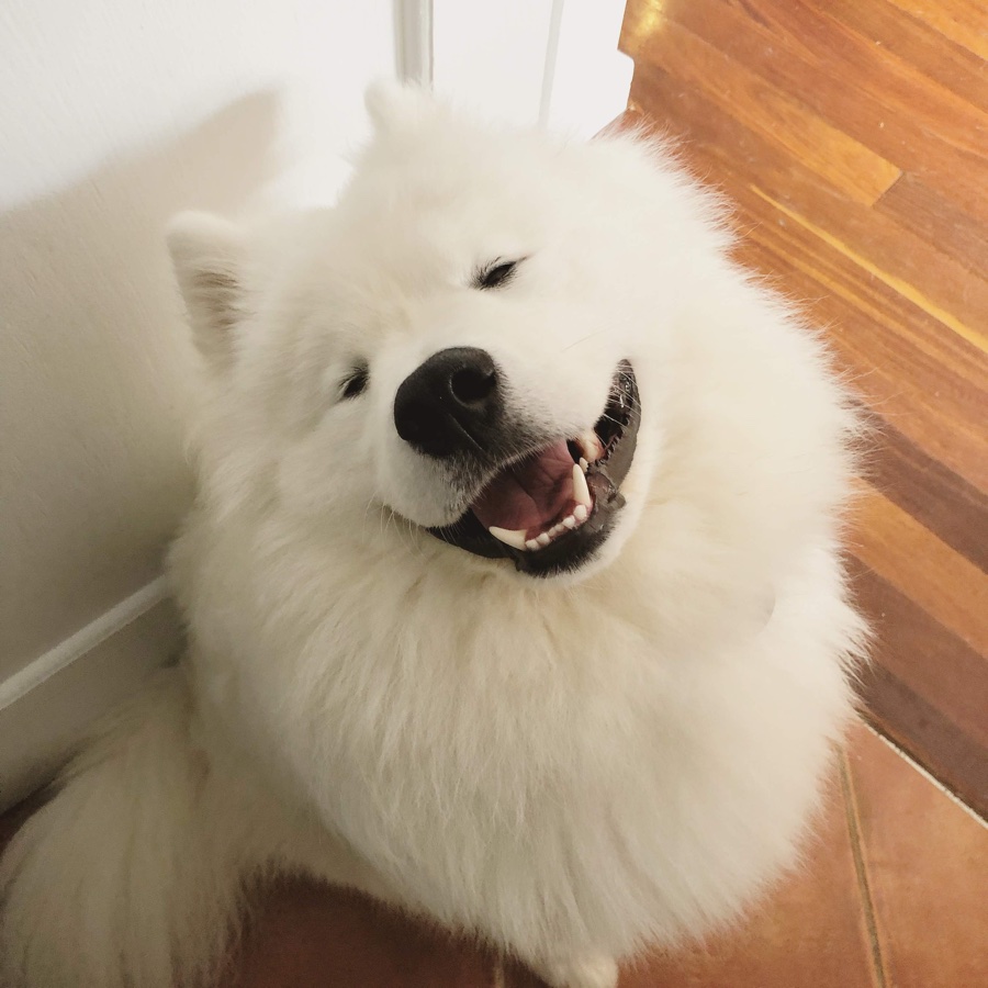 Jez the Samoyed