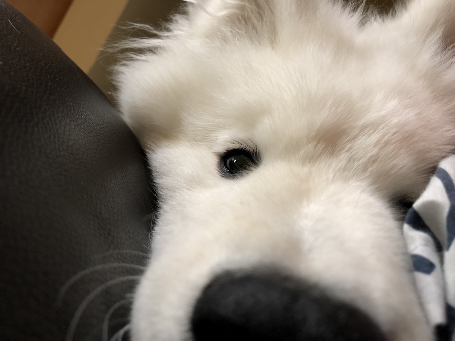 Samoyed puppy