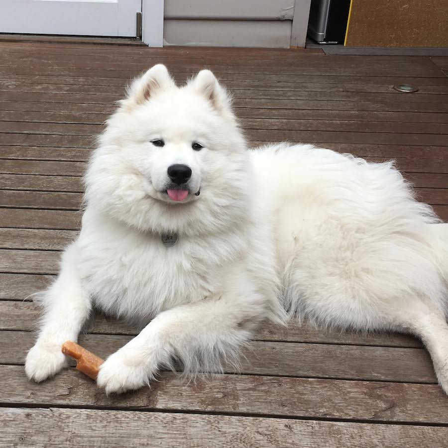 Samoyed with tongue out