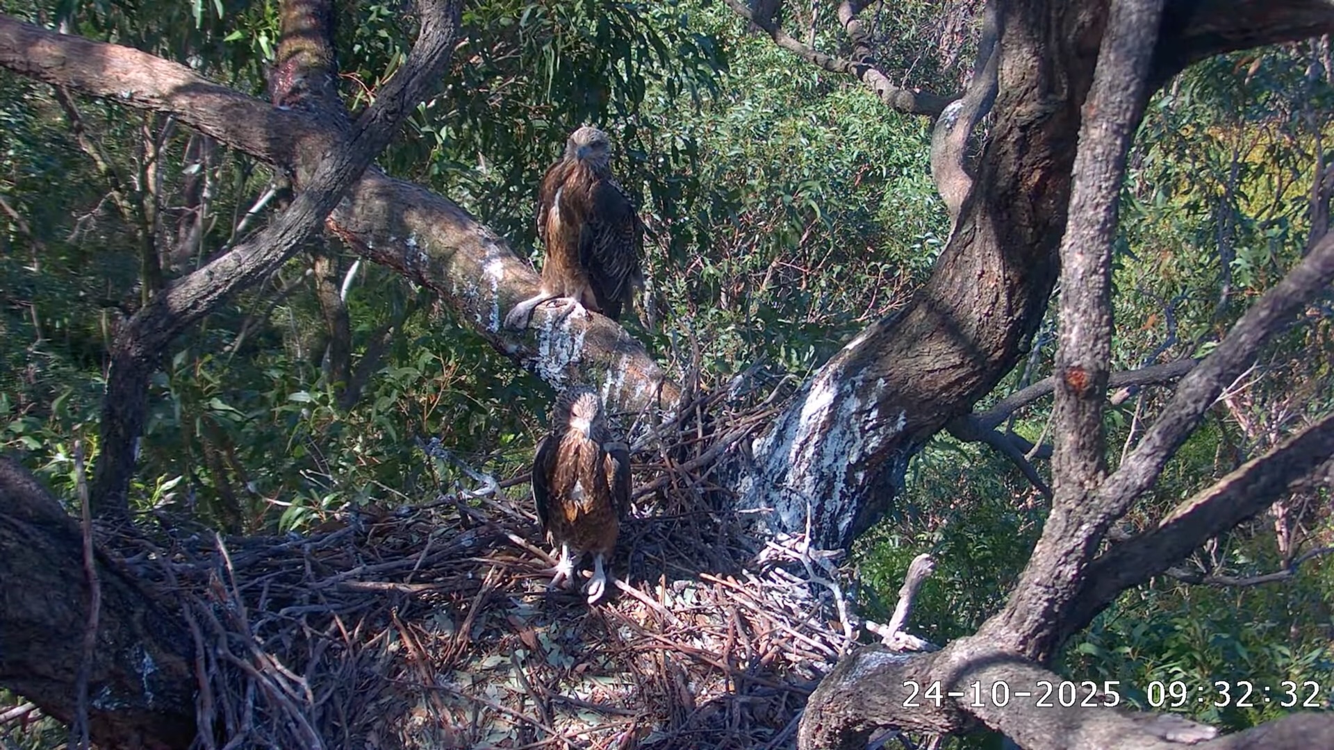 Sea Eagle chicks in their nest tree
