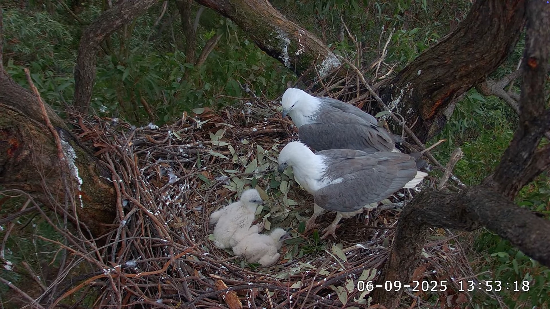 Sea Eagle family