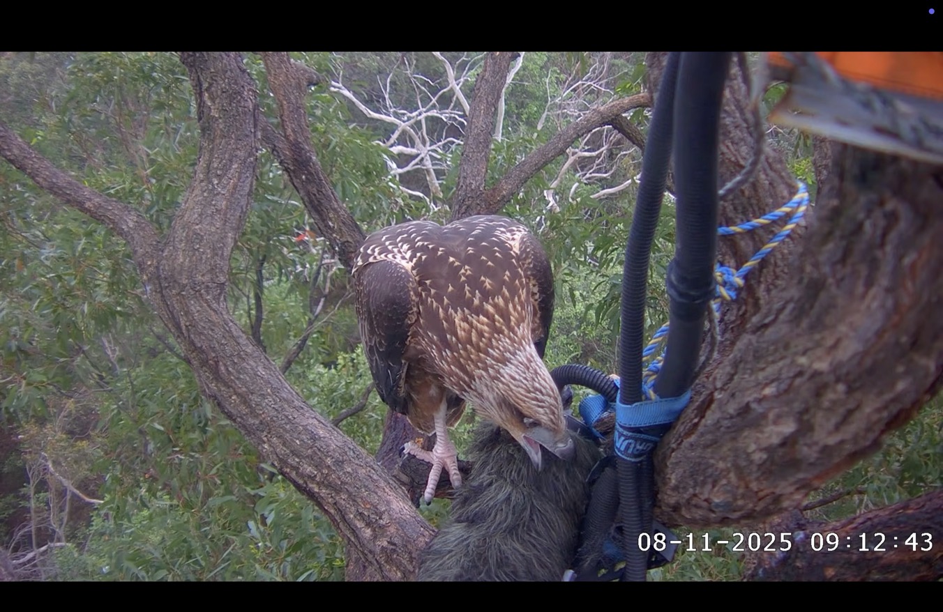 sea eagle chick biting fluffy microphone cover