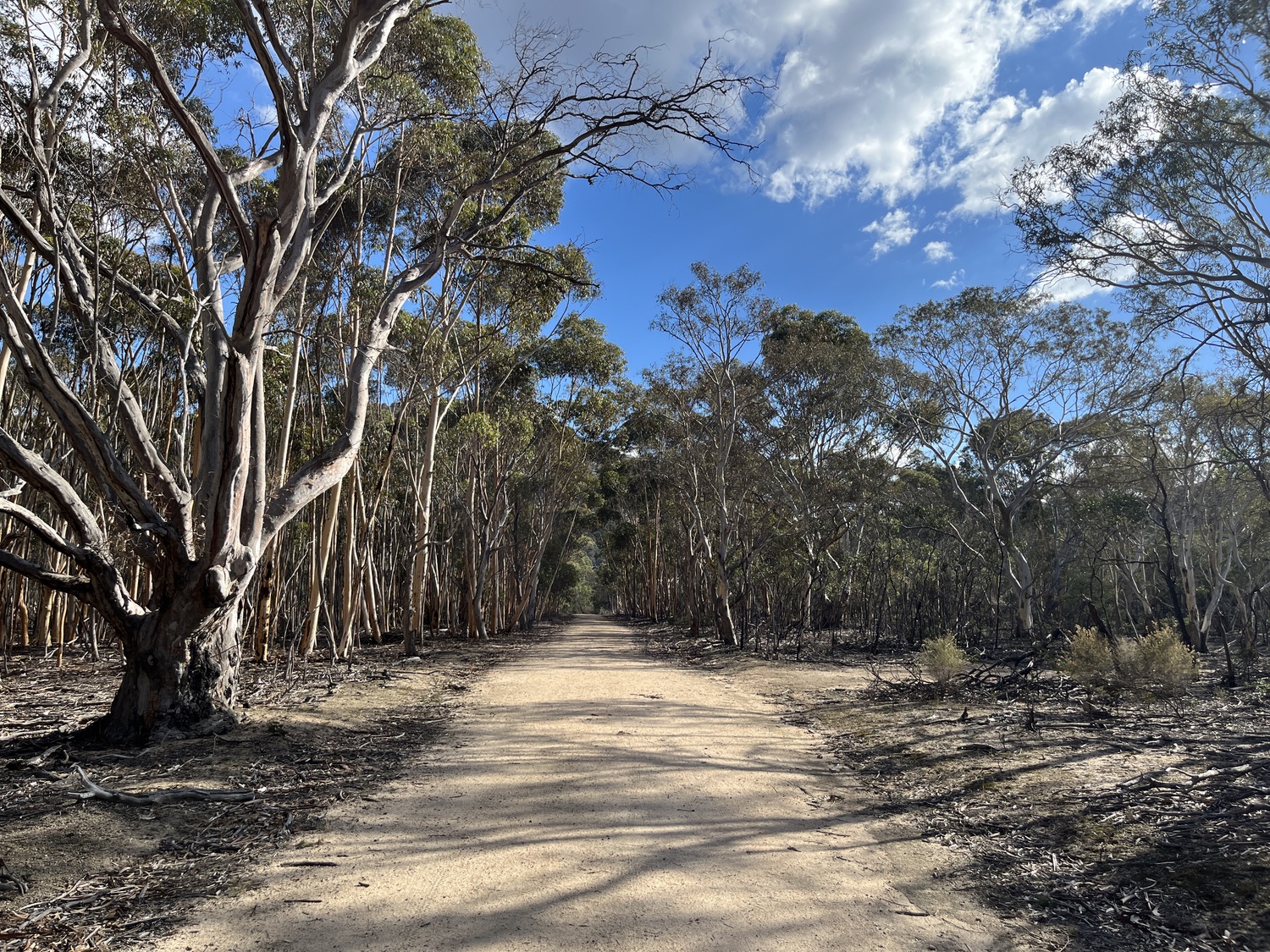 A dirt path with trees either side